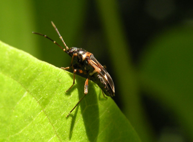 Scolopostethus di Reggio Emilia